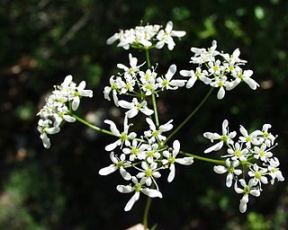 <i>Bifora</i> (plant) Genus of flowering plants