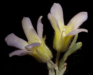 <i>Billardiera venusta</i> Species of flowering plant