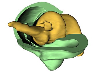 Biological screw Trigonopterus.jpg