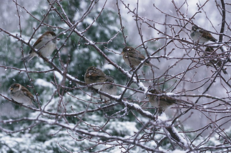 File:Birds in Fort Wayne - November 2019 - Sajith T S.jpg