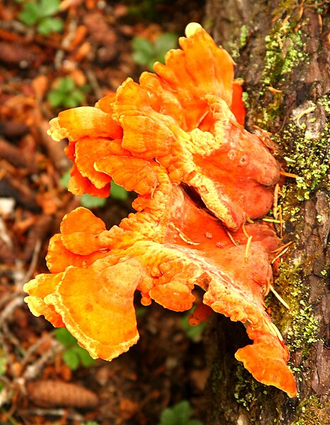 File:Bizarre looking orange fungus on a dead tree on the Lost Lake trail (3866899620).jpg