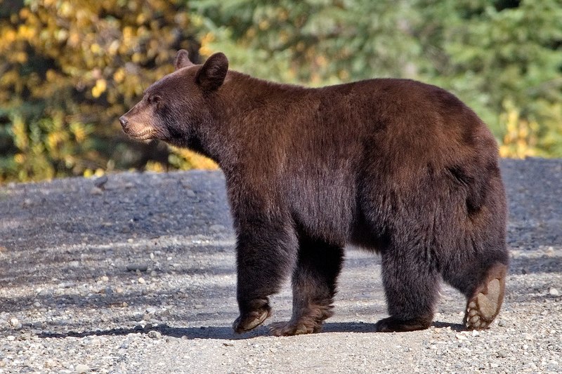 File:Black bear Quesnel Lake BC.jpg