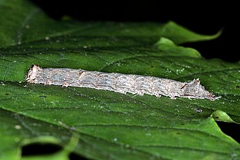 larva Blaues Ordensband, Raupe 4666.JPG