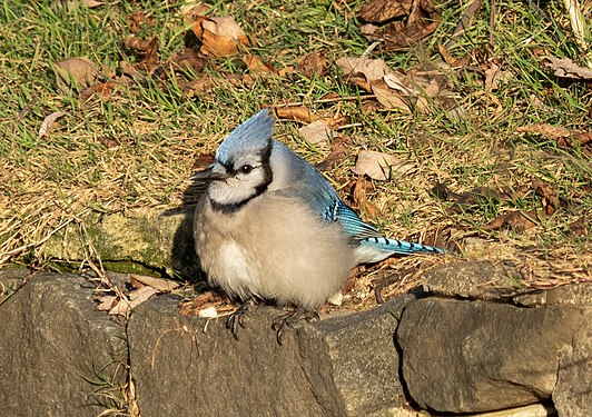 Blue jay in Green-Wood Cemetery