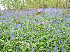 Bluebells in Covert Wood - geograph.org.uk - 4448330.jpg