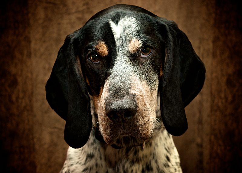 File:BluetickCoonhound2.jpg