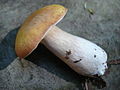 Boletus nobilissimus