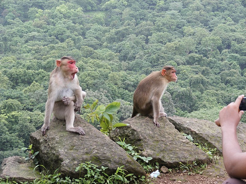 File:Bonnet Macaques Macaca radiata Kanheri SGNP Mumbai by Raju Kasambe DSCF0056 (1) 10.jpg