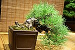 Thumbnail for File:Bonsai November 24, 2015.jpg