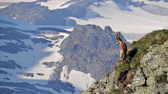 File Bouquetin Au Lac De La Patinoire 2512 M Et En Arriere Plan Domes De La Vanoise 2 Jpg Wikimedia Commons