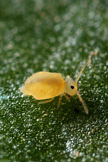 <i>Bourletiella arvalis</i> Species of springtail