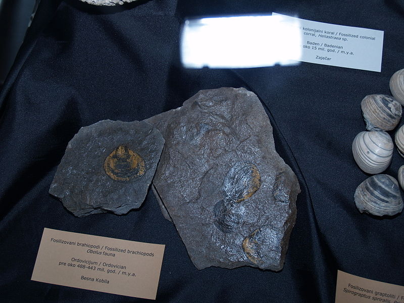 File:Brachiopods fossilized.jpg