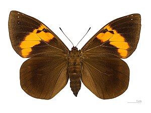 Brassolis sophorae ♀