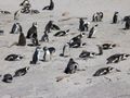 Aafrika pingviinide koloonia