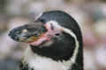 African penguin / Brillenpinguin (Spheniscus demersus)