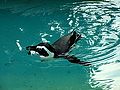 Brillenpinguin / Kamera: Fuji FinePix S6500fd