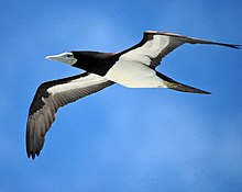 Brown booby, breeds in small numbers