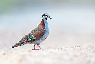 <span class="mw-page-title-main">Brush bronzewing</span> Species of bird