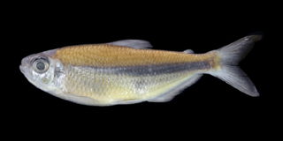 <i>Bryconops colaroja</i> Species of fish