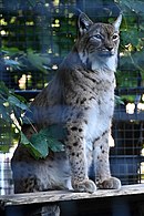 Budakeszi Vadaspark 2021 07 Lynx lynx.jpg