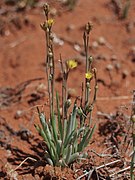 Bulbine semibarbata