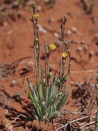 <i>Bulbine semibarbata</i> Species of plant