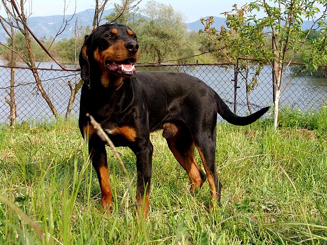 greek harehound is a mixed breed