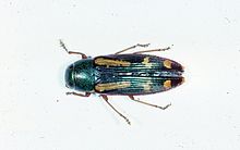 Buprestis rufipes зироati.jpg