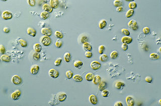 Pavlovaceae family of algae