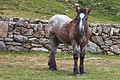 * Nomination Horse (Equus ferus caballus) at the top of La Coma. Ordino, Andorra-284 --Lmbuga 02:22, 7 December 2013 (UTC) * Promotion Good quality. --Poco a poco 08:54, 7 December 2013 (UTC)