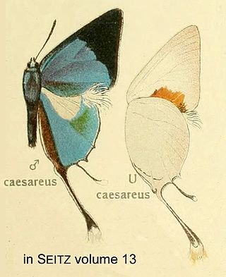 <i>Iolaus caesareus</i> Species of butterfly