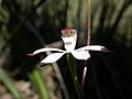 Caladenia moschata Australia - Canberra Aranda Bushland