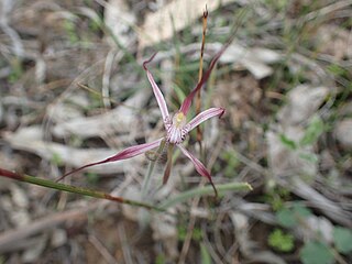 <i>Caladenia occidentalis</i> Species of orchid