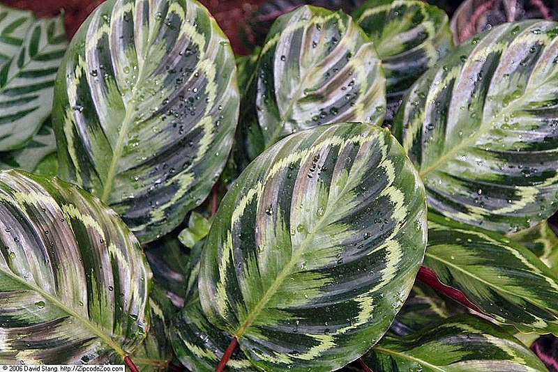 File:Calathea Picta Royale 3zz.jpg