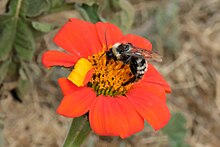 California Bumble Bee imported from iNaturalist photo 152824179 on 18 November 2023.jpg