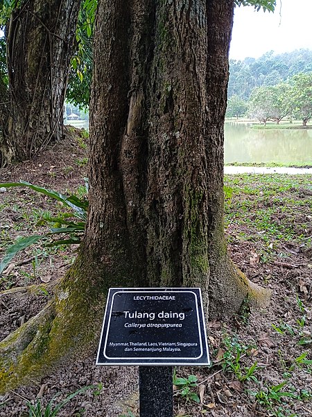 File:Callerya atropurpurea at Kepong Botanical Garden, Taman Ehsan (221030) 2.jpg