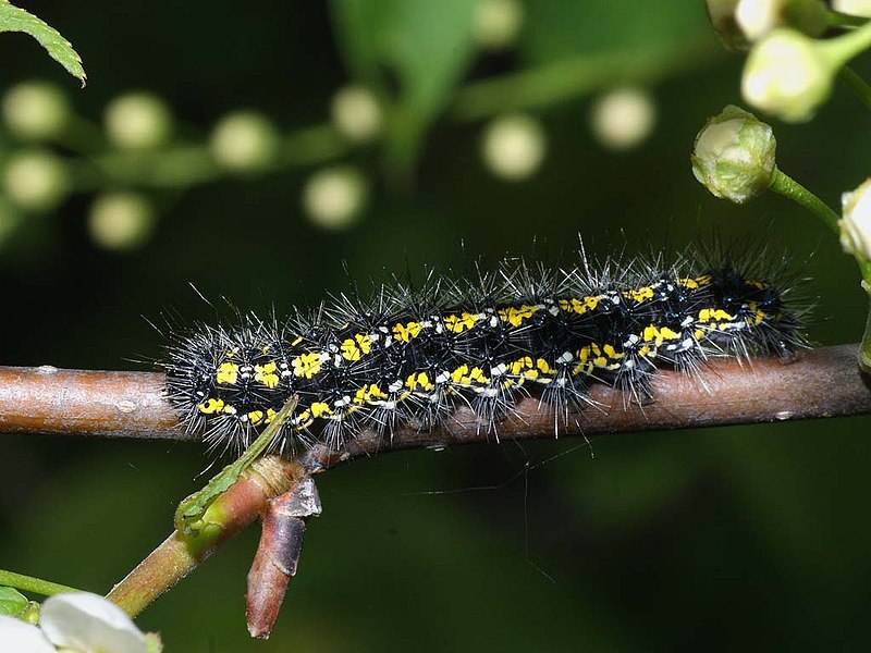 File:Callimorpha dominula (larva) - Scarlet tiger moth (caterpillar) - Медведица госпожа (гусеница) (40151941754).jpg