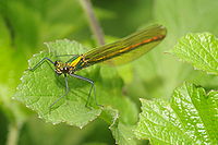 Calopteryx éclatant.