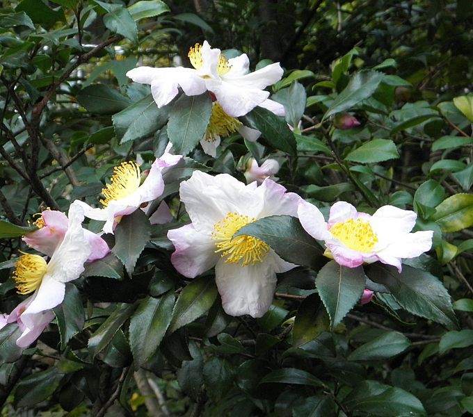 File:Camellia sinensis (flowers).JPG