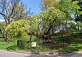 Camperdown Elm in Prospect Park, Brooklyn, US in early spring