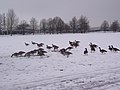 Canada geese at Sandall Park - geograph.org.uk - 2896880.jpg