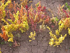 Canihua (chénopode proche du quinoa) à 3900 m d'altitude, Pérou