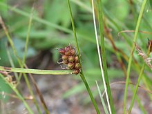 Carex houghtoniana 10016308.jpg