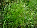 Mägitarn (Carex montana)