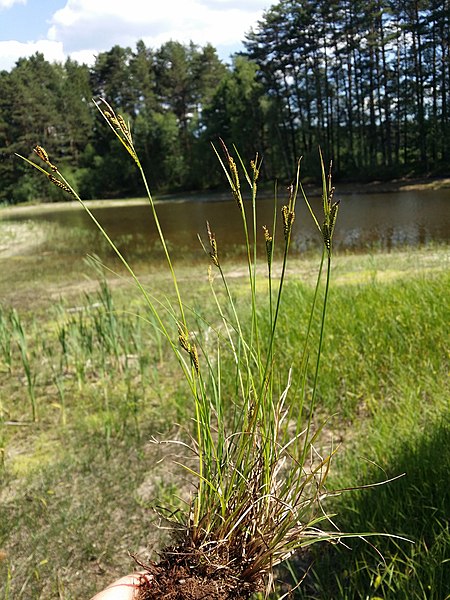 File:Carex nigra sl4.jpg