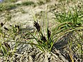 Carex stenophylla (subsp. stenophylla) sl84.jpg