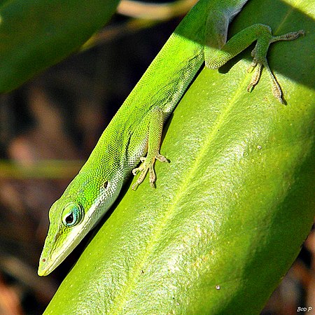 Myrsine cubana