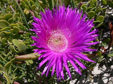 Carpobrotus acinaciformis-P1020551.jpg