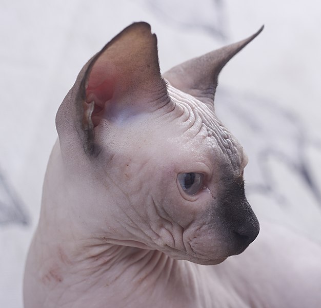 File:Cat - Sphynx. img 009.jpg