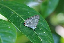 Catopyrops florinda (Speckled Lineblue).jpg